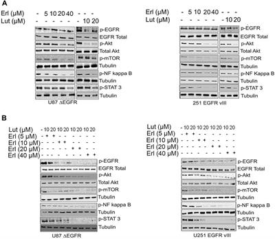 Luteolin enhances erlotinib’s cell proliferation inhibitory and apoptotic effects in glioblastoma cell lines